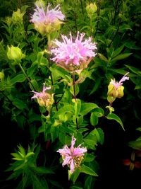 Close-up of pink flowers