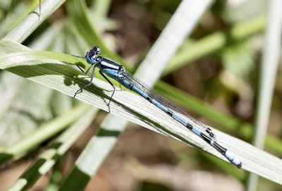 Close-up of damselfly