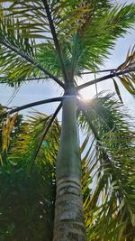 Low angle view of coconut palm tree against sky