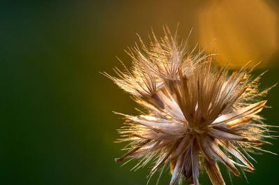 Close-up view of the dry flower