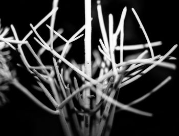 Close-up view of leaves