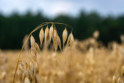 Close-up of wheat growing on field