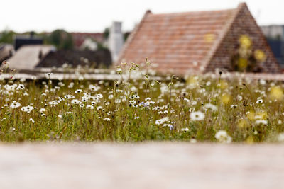 Close-up of plant growing on field