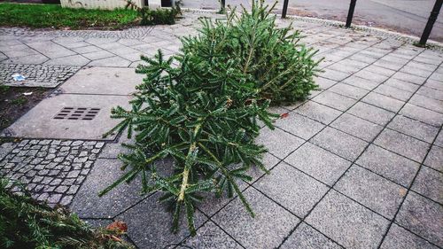 Plants on sidewalk