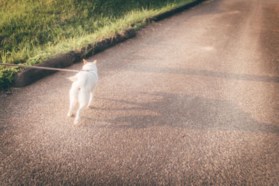 High angle view of shiba inu running on road