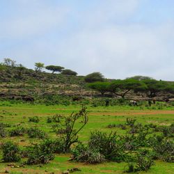 Scenic view of grassy field against sky