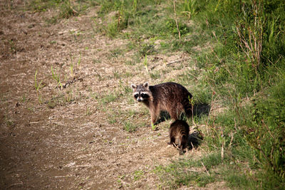 Brown dog on land