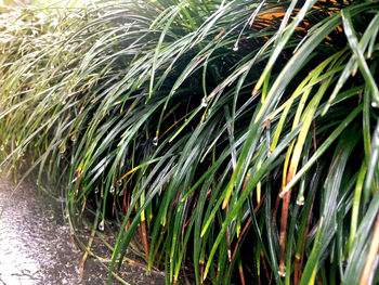 Close-up of palm tree