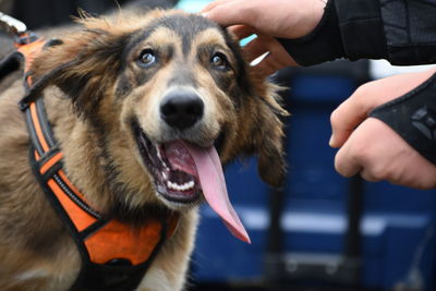 Close-up of hand holding dog