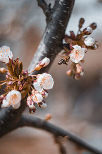 Close-up of white cherry blossom