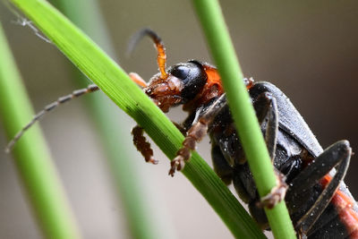 Close-up of insect on plant