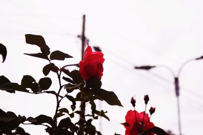 Close-up of red flowers