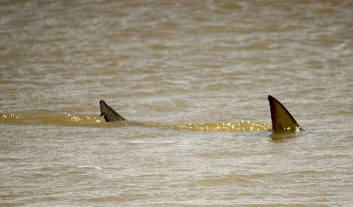 Fish swimming in sea