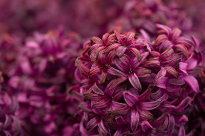 Close-up of purple flowers blooming outdoors