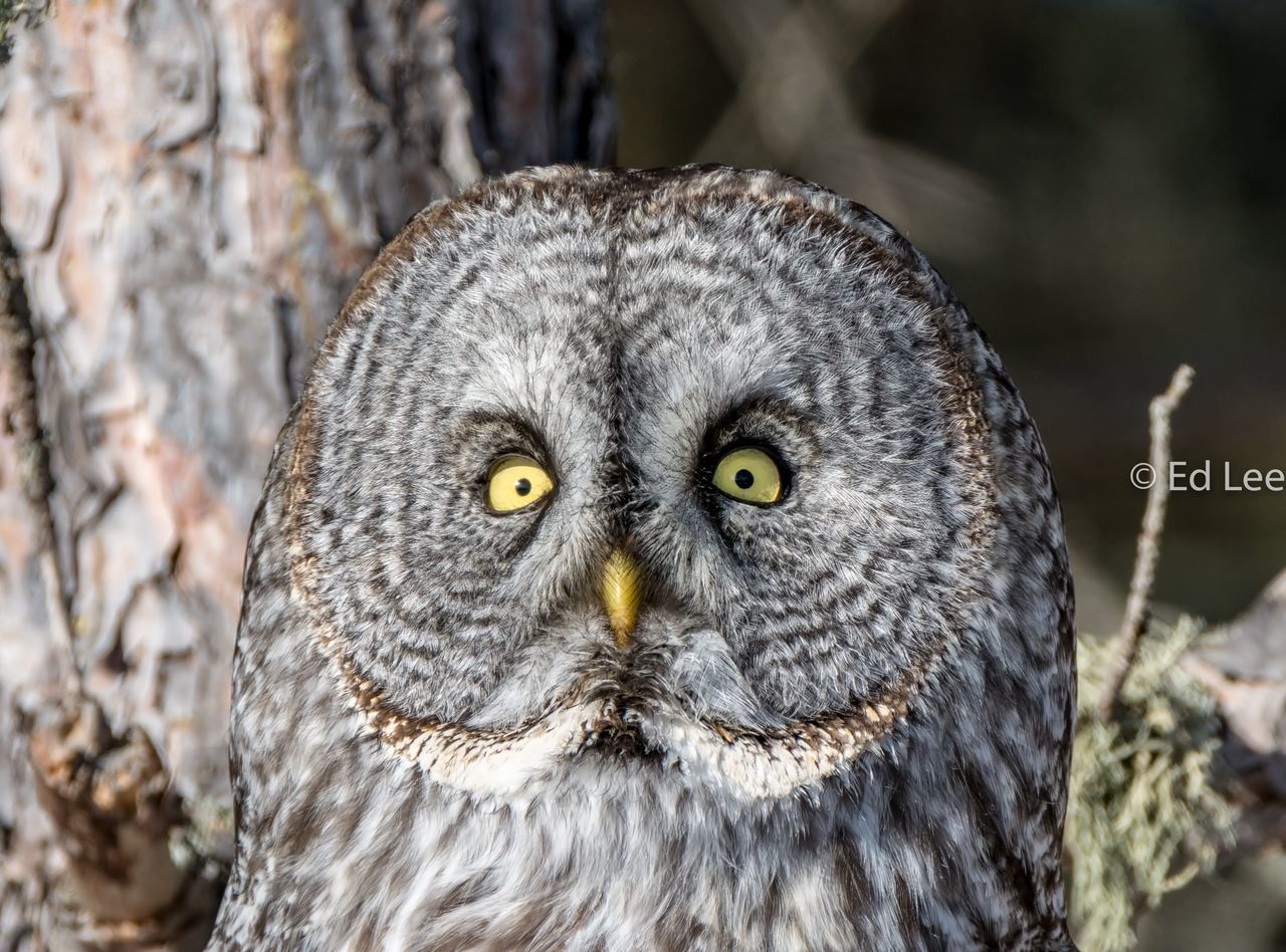 bird, one animal, bird of prey, animal wildlife, animals in the wild, animal themes, focus on foreground, owl, close-up, looking at camera, no people, portrait, nature, day, beak, outdoors, beauty in nature, perching, yellow eyes