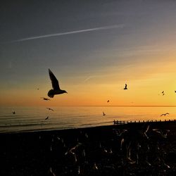 Bird flying over sea at sunset