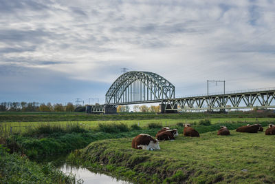 Cows relaxing on field