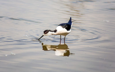 Bird perching on a lake