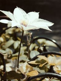 Close-up of white flowers blooming