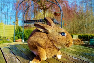 Close-up of rabbit 