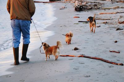 Low section of man with dog walking in water