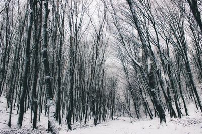 Bare trees in forest