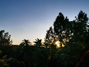 Low angle view of silhouette trees against sky during sunset