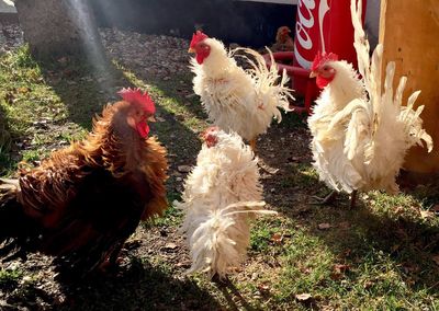 Flock of birds in farm