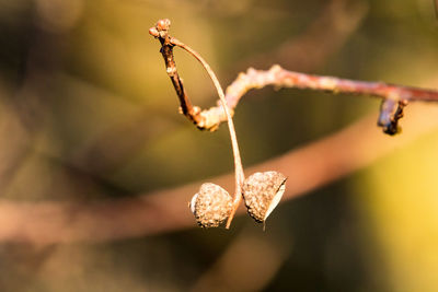 Close-up of dry leaves on branch