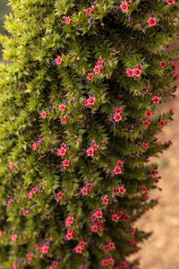 View of flowers