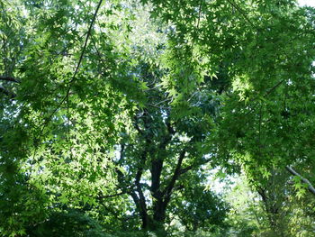 Low angle view of trees in forest