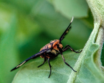 Close-up of insect on leaf