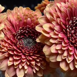 Close-up of pink dahlia