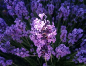 Close-up of purple flowering plant
