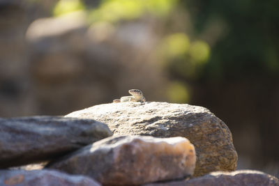 Close-up of lizard on rock