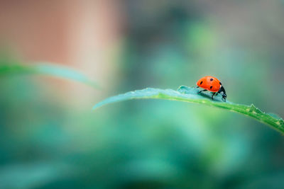 Close-up of ladybug on leaf