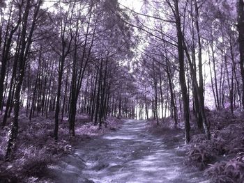 Dirt road passing through forest