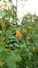 Close-up of flowers blooming outdoors