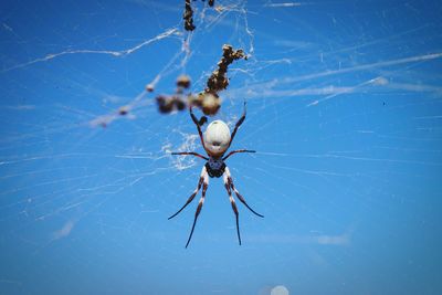 Close-up of spider