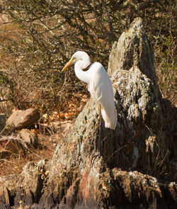 High angle view of gray heron perching on shore