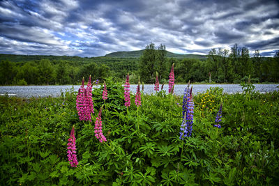 Flowers growing in field against sky