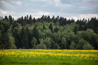 Scenic view of trees on field against sky