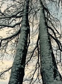 Low angle view of bare trees against sky