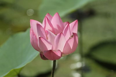 A blooming lotus flower in the pond