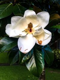 Close-up of white flowers blooming outdoors