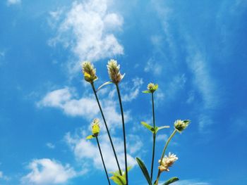 Low angle view of flowering plant against blue sky