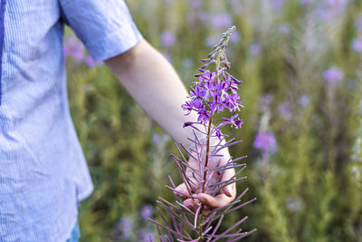 Low angle view of purple flowering plant on field