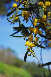 Close-up of yellow flowers against blurred background