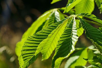 Close-up of fern leaves