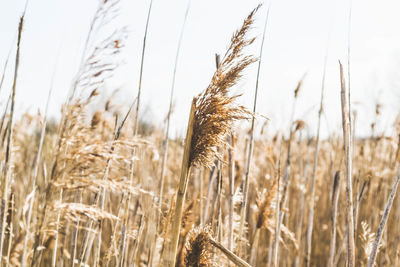 Close-up of stalks in field against sky